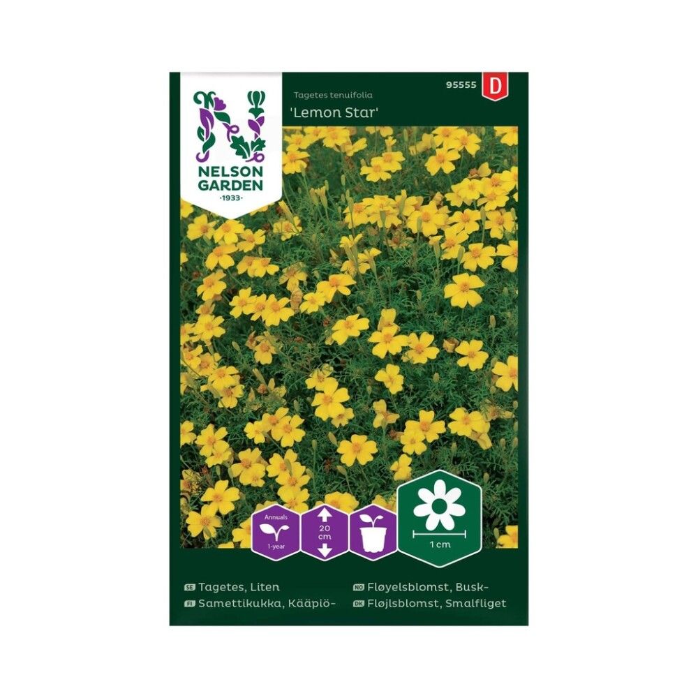 Kääpiösamettikukka Nelson Garden Lemon Star