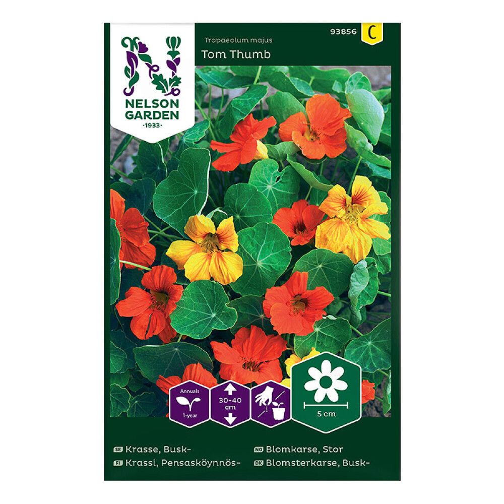 Pensasköynnöskrassi Nelson Garden Tom Thumb