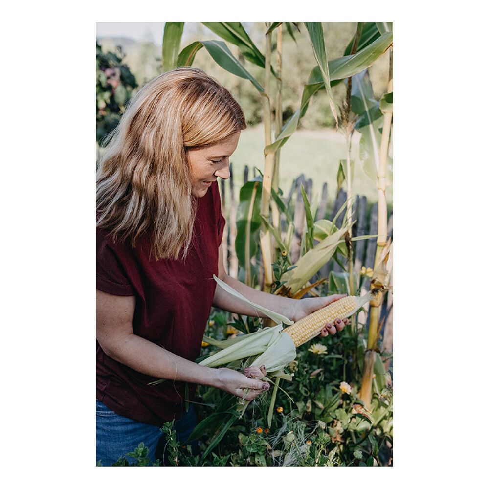 Sokerimaissi Nelson Garden Sweet Nugget F1