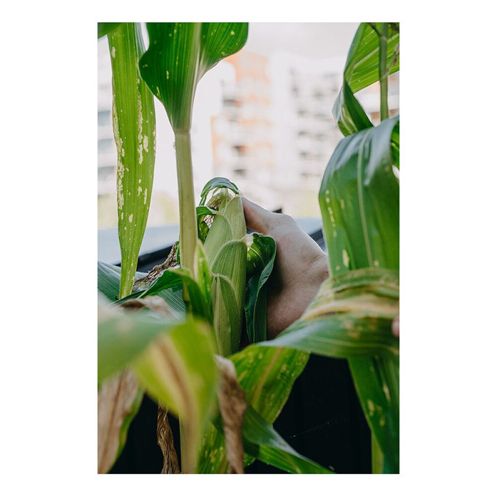 Sokerimaissi Nelson Garden Sweet Nugget F1