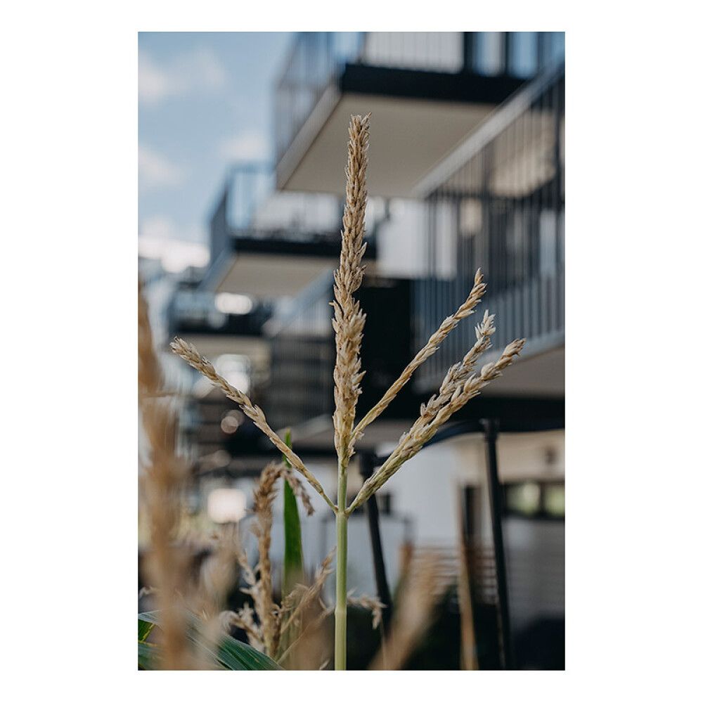 Sokerimaissi Nelson Garden Sweet Nugget F1