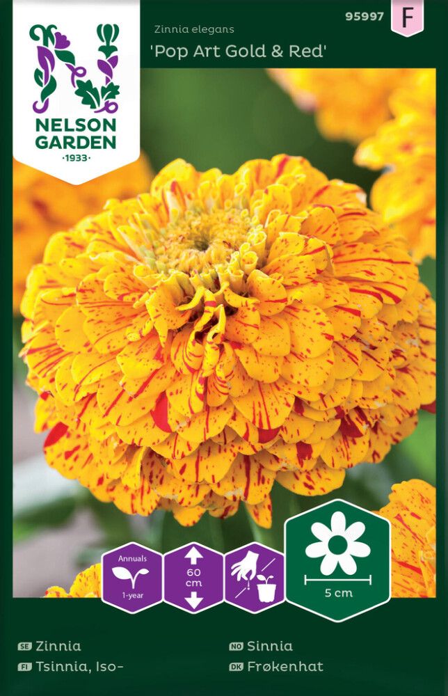 Isotsinnia Zinnia elegans Pop Art Gold Red