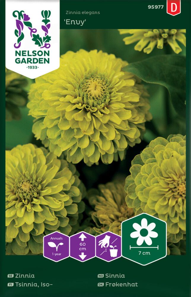 Isotsinnia Nelson Garden Envy