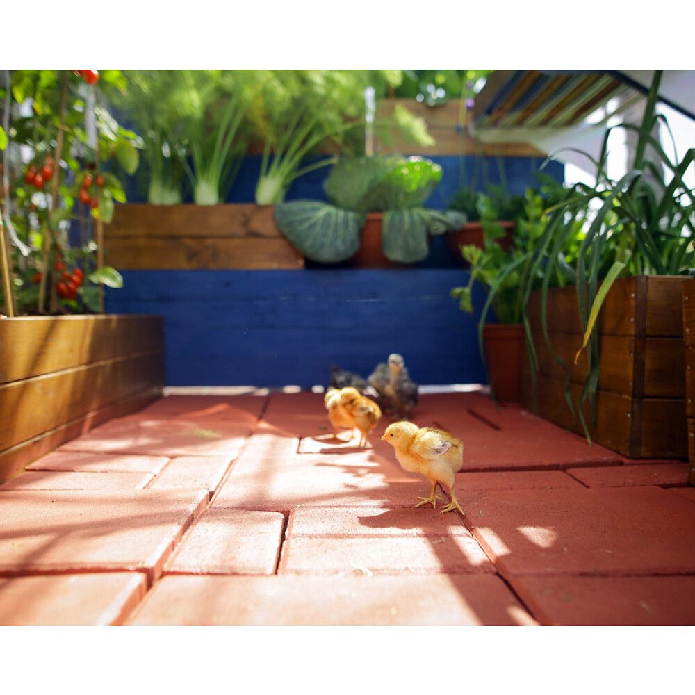 Kasvihuone Palram-Canopia Mythos 2,3 m² hopea