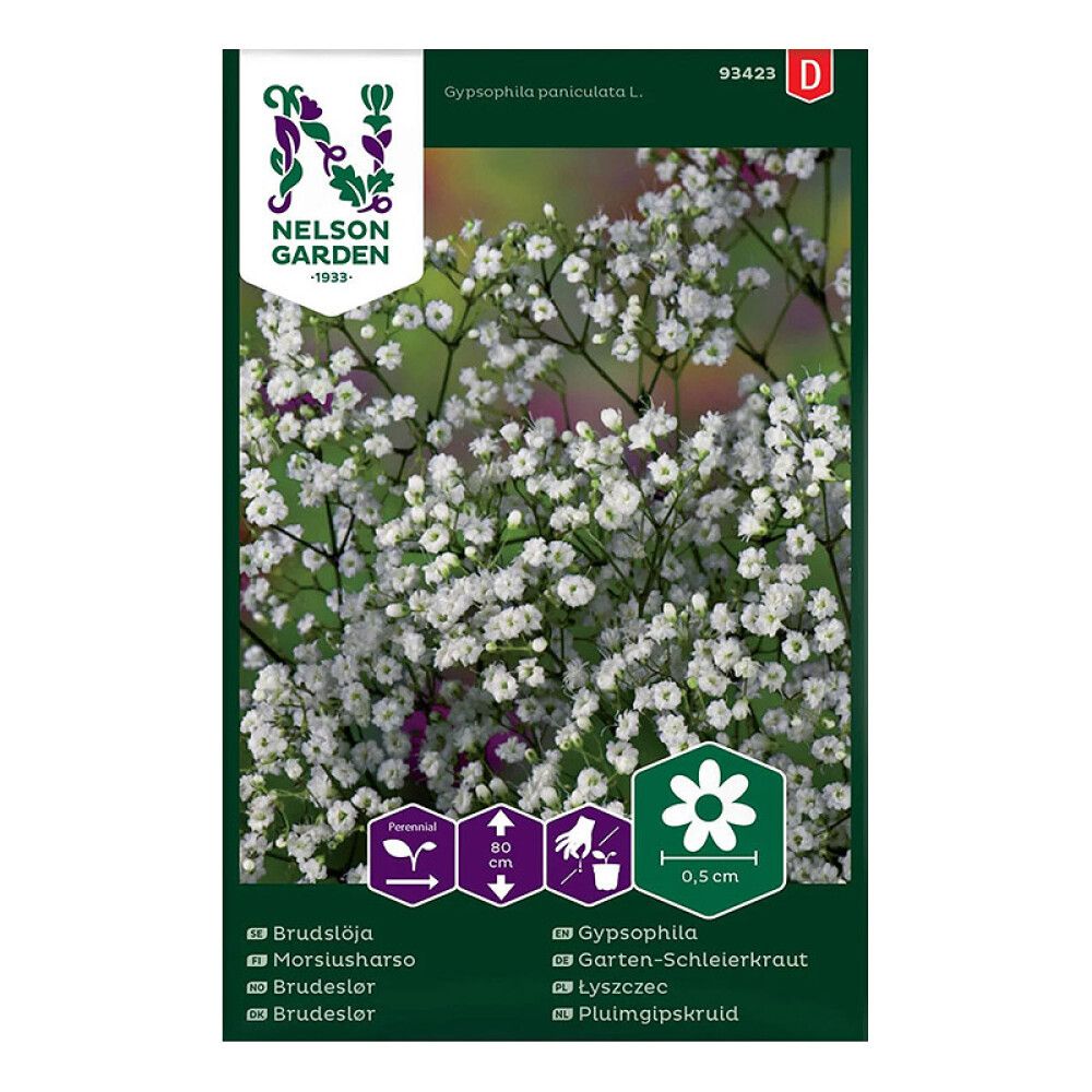 Morsiusharso Gypsophila paniculata