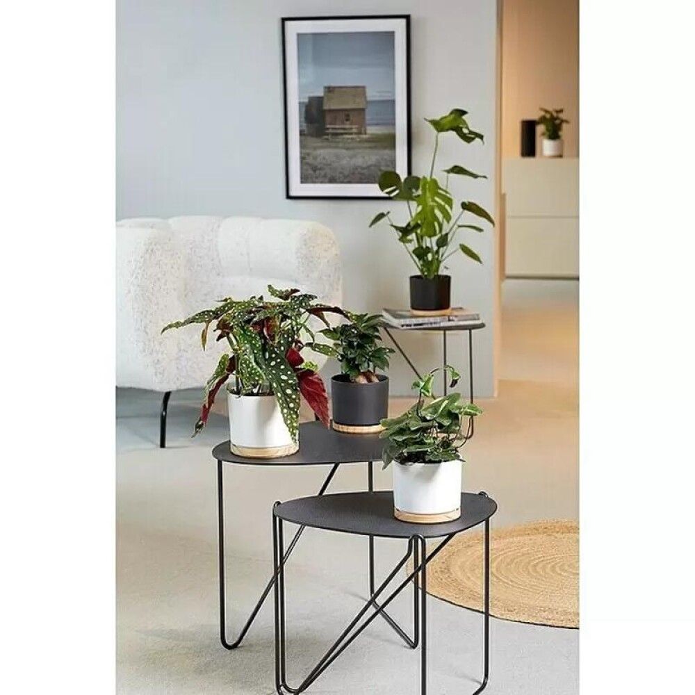 Suojaruukku Oslo antrasiitti 13 cm