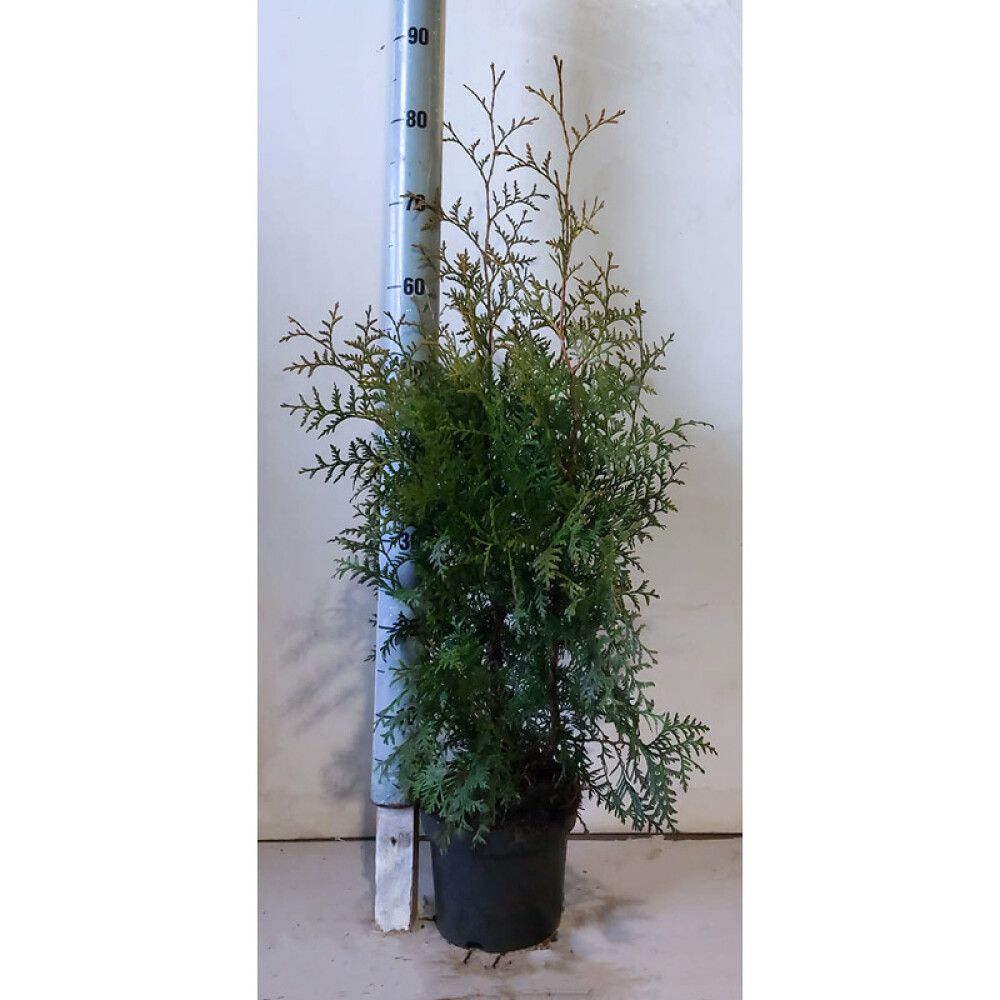 Kartiotuija Thuja Occidentalis Brabant P19 60-80 cm