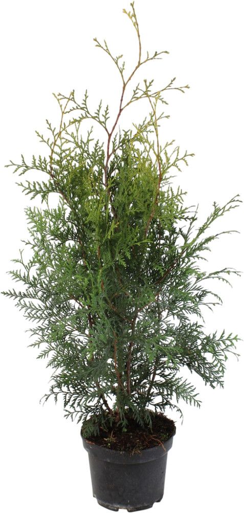 Kartiotuija Thuja Occidentalis Brabant P19 60-80 cm