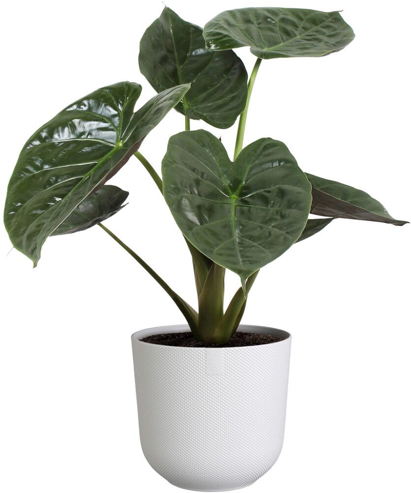 Suojaruukku Elho Jazz valkoinen 23 cm