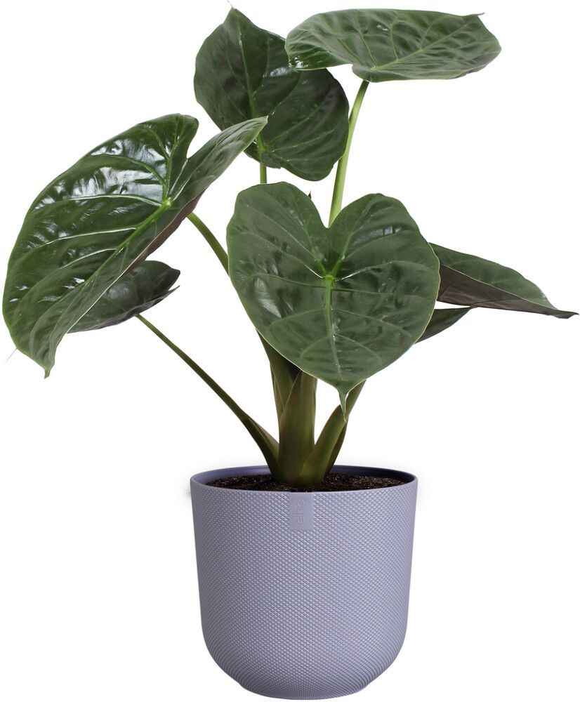 Suojaruukku Elho Jazz laventeli 19 cm