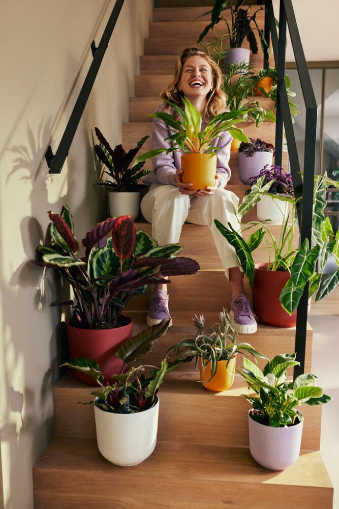 Suojaruukku Elho Jazz laventeli 23 cm