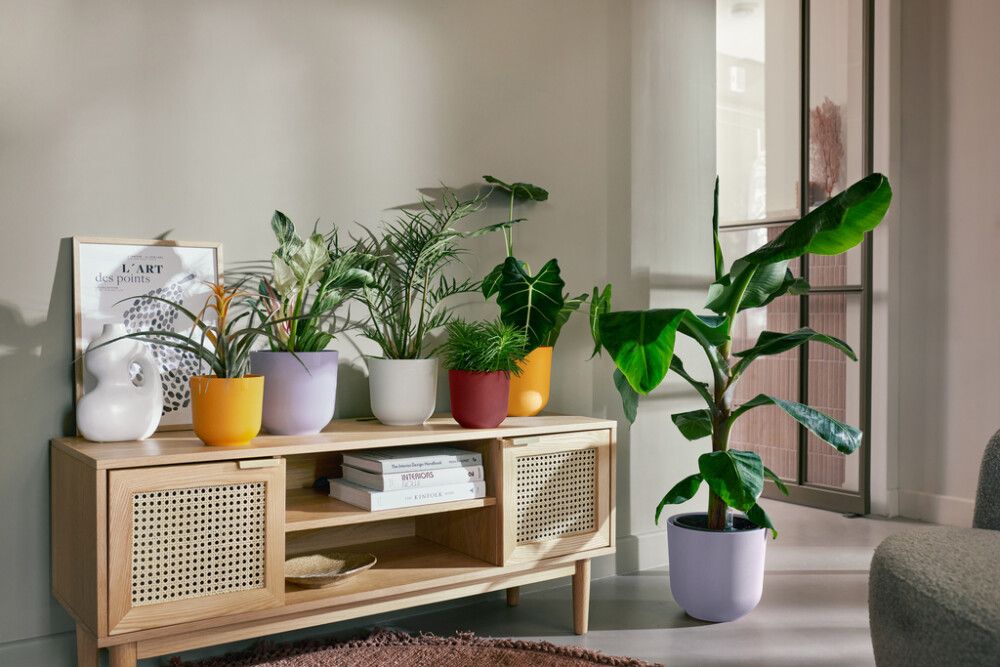 Suojaruukku Elho Jazz laventeli 23 cm