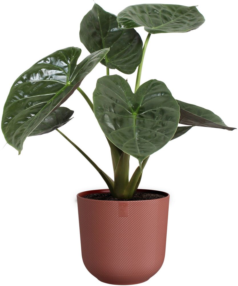 Suojaruukku Elho Jazz punainen 14 cm