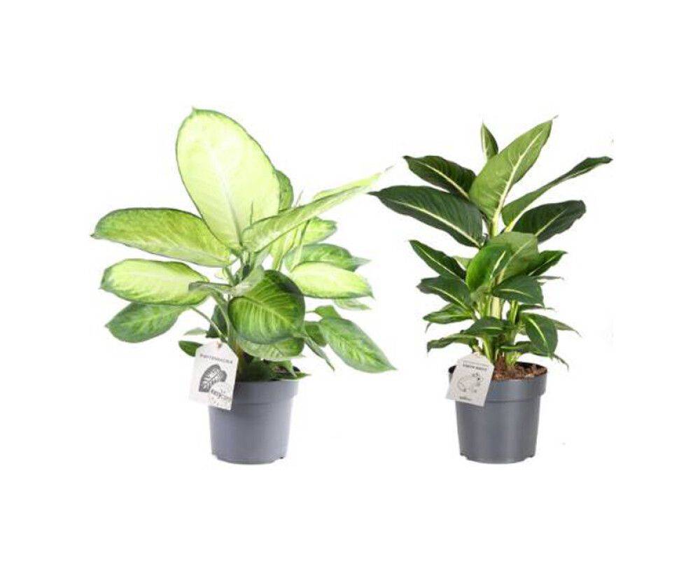 Kirjovehka Dieffenbachia Maculata Marianne Mix P17