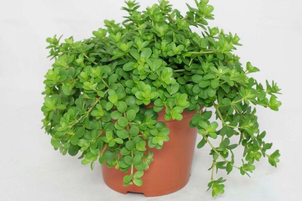 Pennimuori Peperomia Rotundifolia P10,5