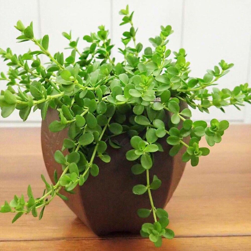 Pennimuori Peperomia Rotundifolia P10,5