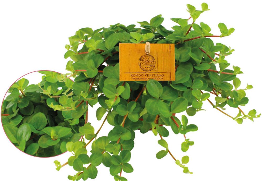 Pennimuori Peperomia Rotundifolia P10,5