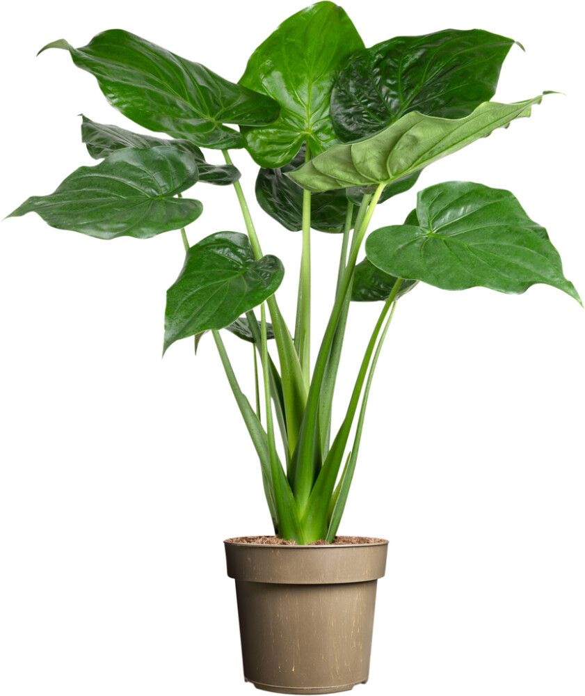 Alokaasia Alocasia Cucullata P24