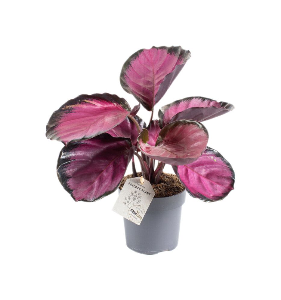Maija Calathea Rosey P11