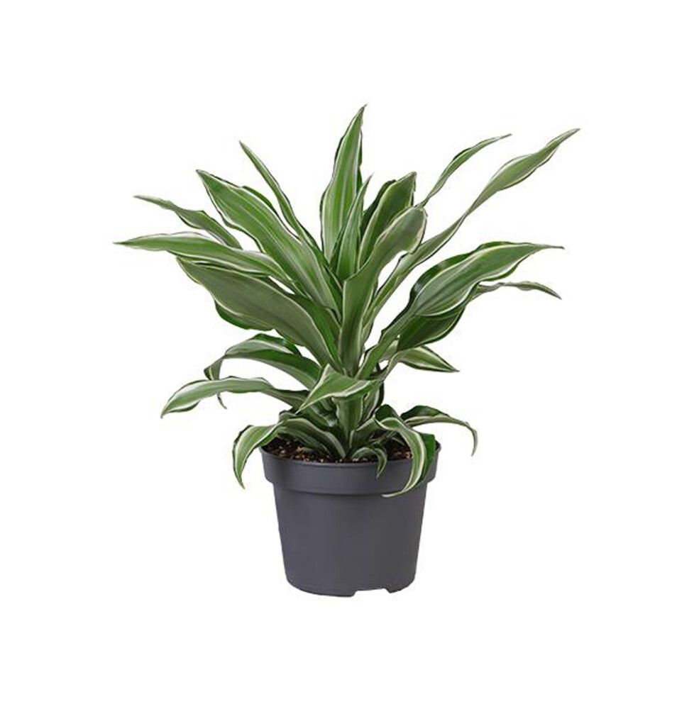 Traakkipuu Dracaena draco Ø 12 cm