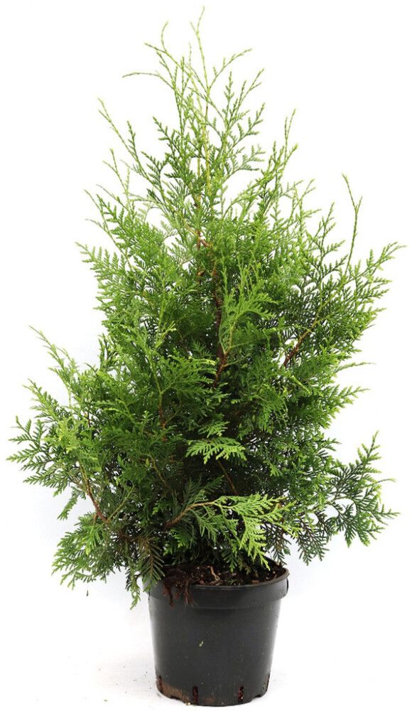 Kartiotuija Thuja Occidentalis Brabant P23 100-120 cm