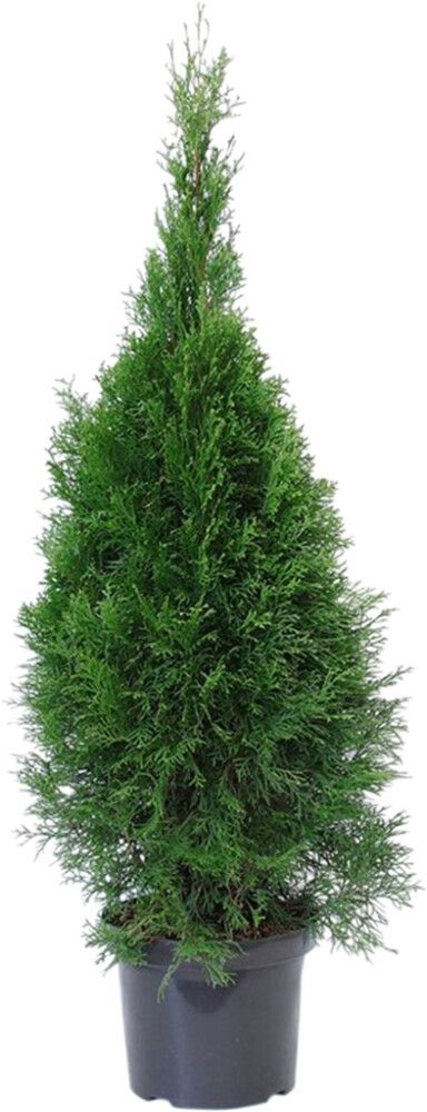 Timanttituija Thuja Occidentalis Smaragd P26 120-140 cm