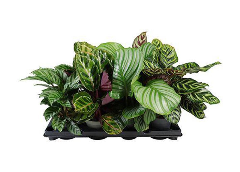 Maija Calathea Species Mix lajitelma Ø 12 cm