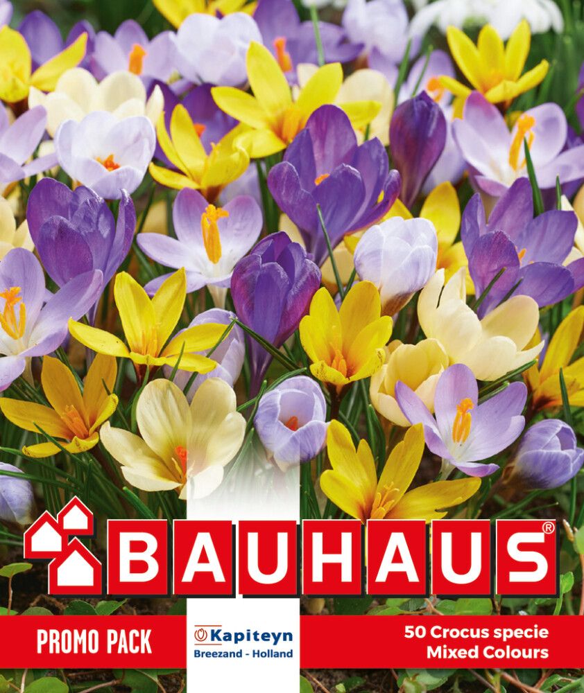 Syyskukkasipuli Kapiteyn Krokus Bot Mixed 50 kpl