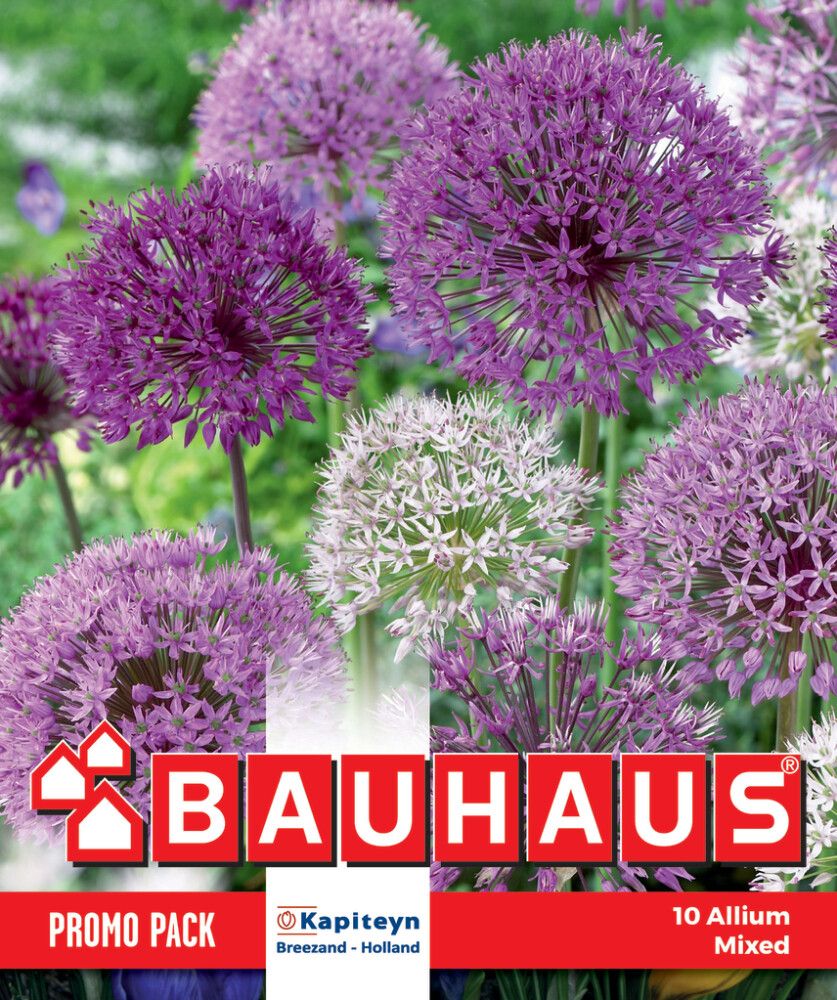 Syyskukkasipuli Kapiteyn Laukka Mix 10 kpl