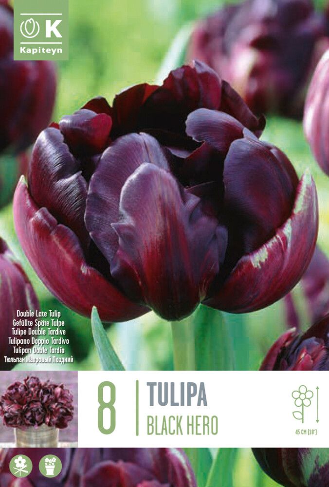 Syyskukkasipuli Tulppaani Black Hero 8 kpl