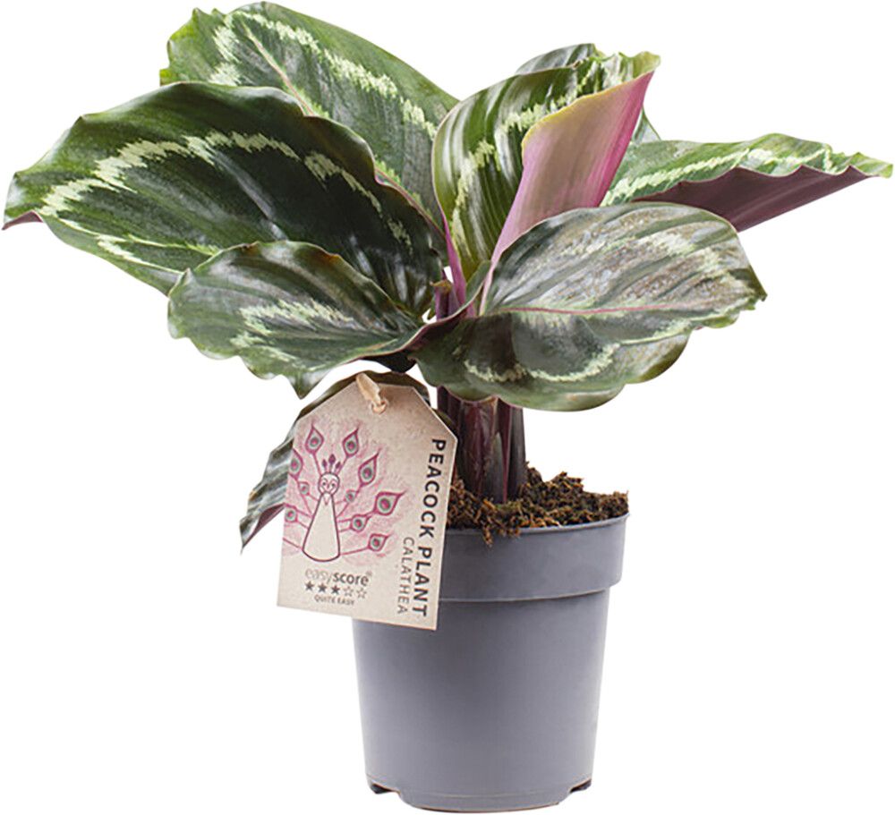 Maija Calathea Medallion P11
