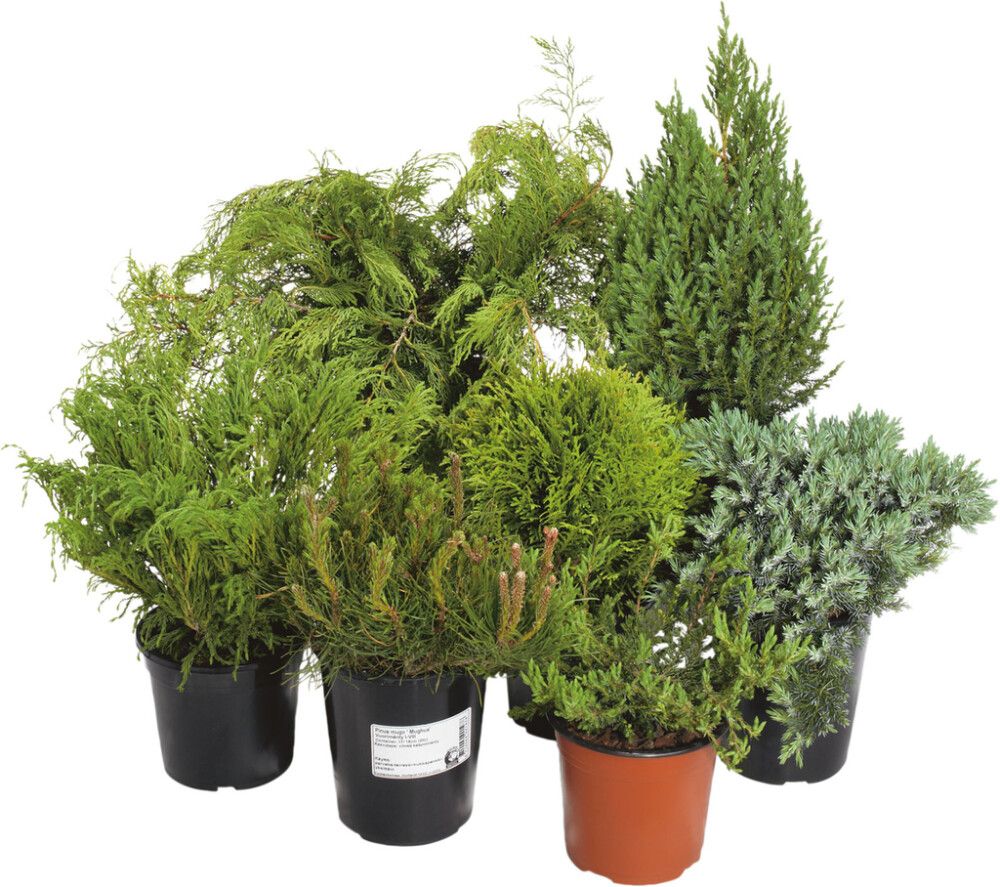 Havukasvi lajitelma Conifer mix P13