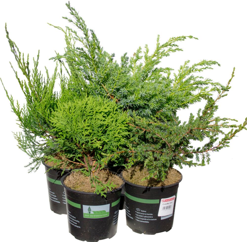 Havukasvi lajitelma Conifer mix P13
