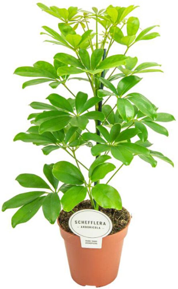 Siroliuska-Aralia Schefflera Arboricola P12