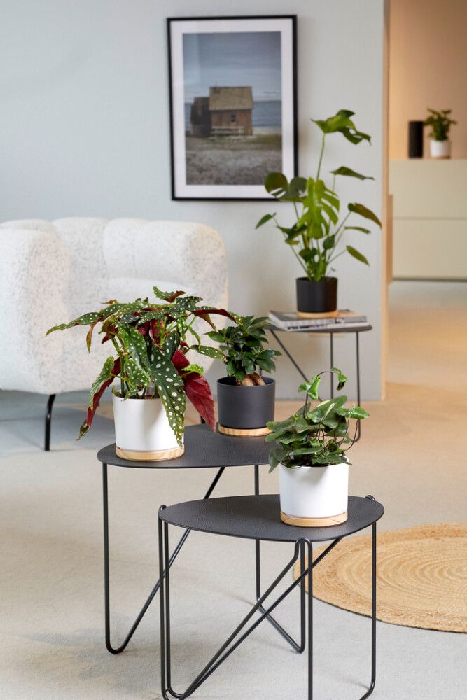 Suojaruukku Oslo valkoinen 22 cm