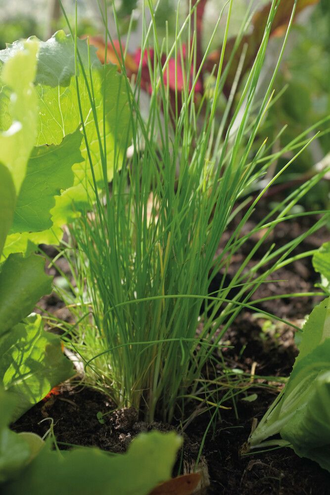 Ruohosipuli Nelson Garden Dolores