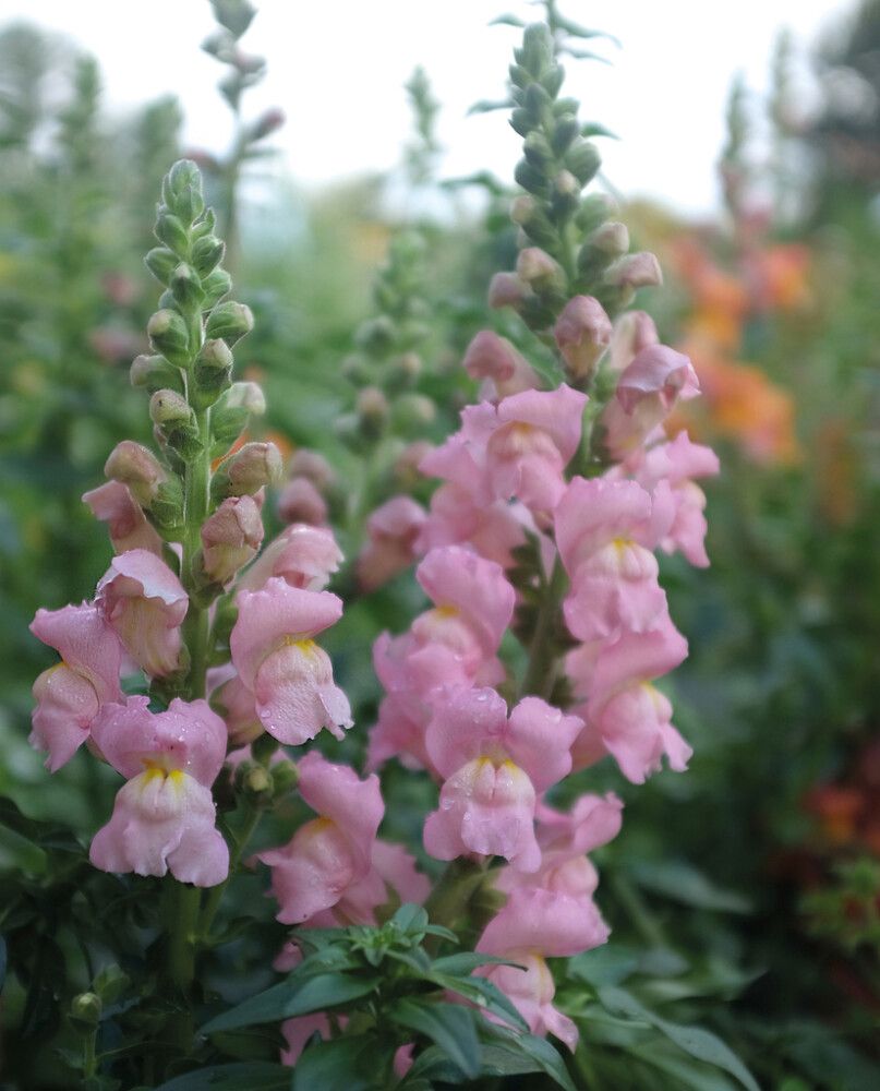 Leijonankita Nelson Garden Opus Pink