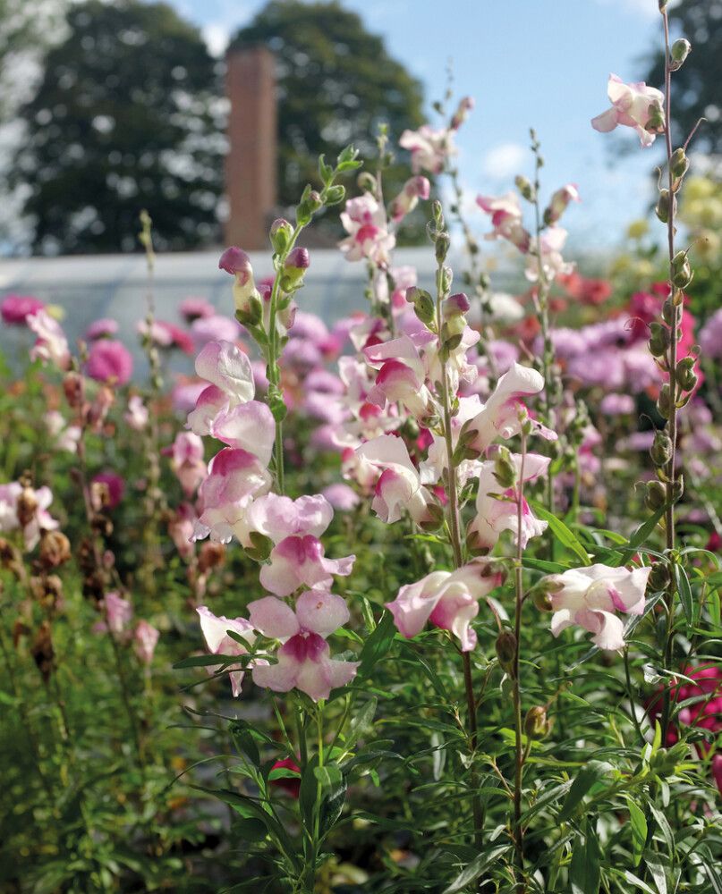 Leijonankita Nelson Garden Lucky Lips
