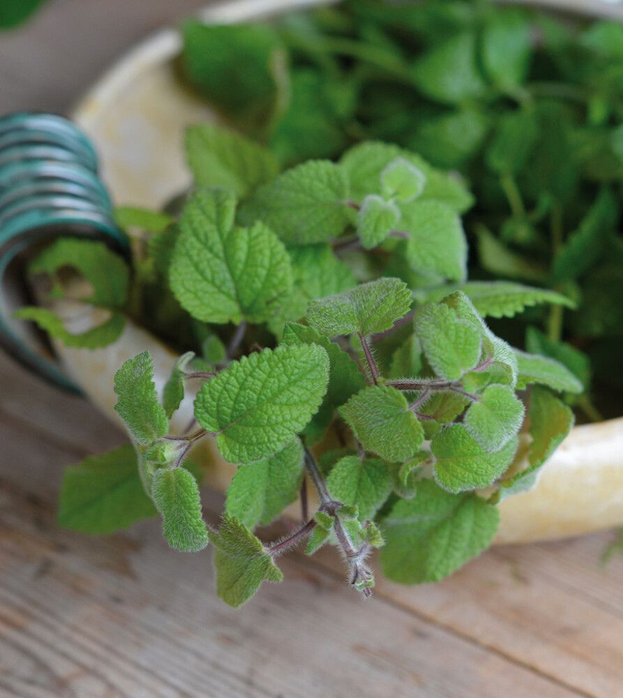 Sitruunamelissa Nelson Garden Mandarina