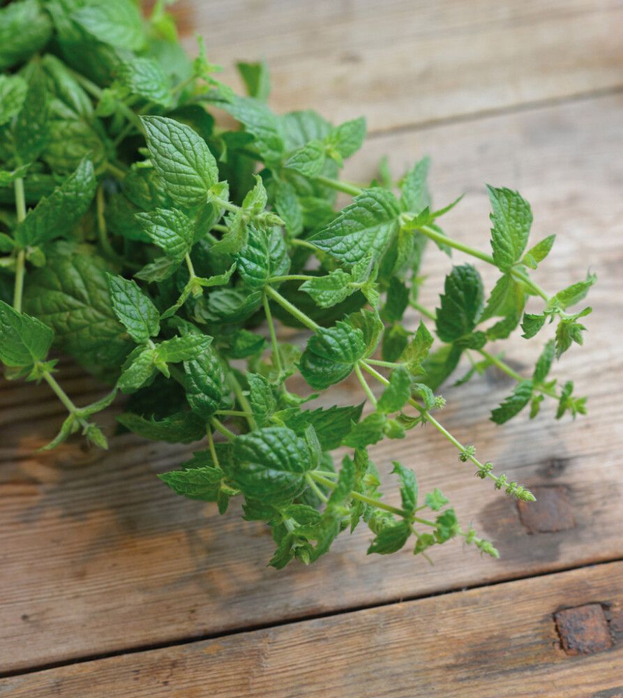 Minttu Nelson Garden Multimentha