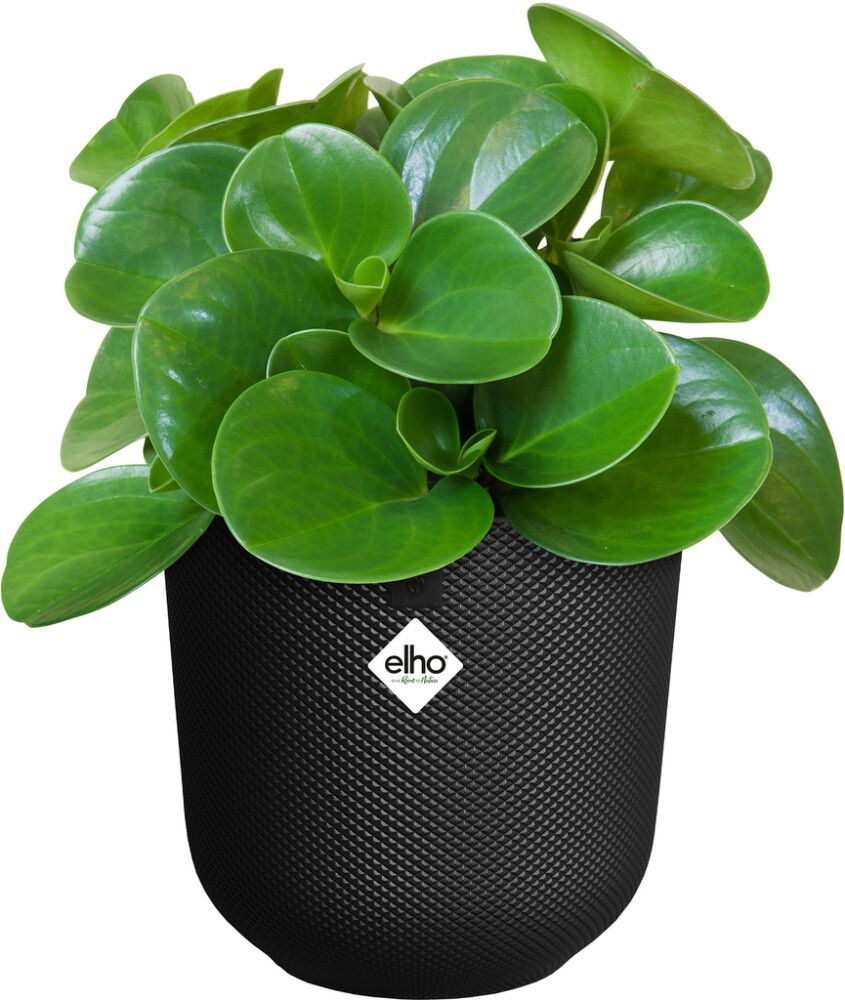 Suojaruukku Elho Jazz 19 cm musta