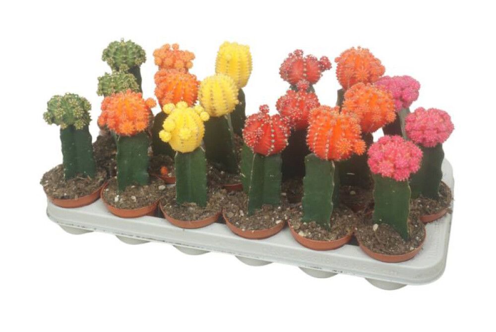 Mansikkapallerokaktus P6