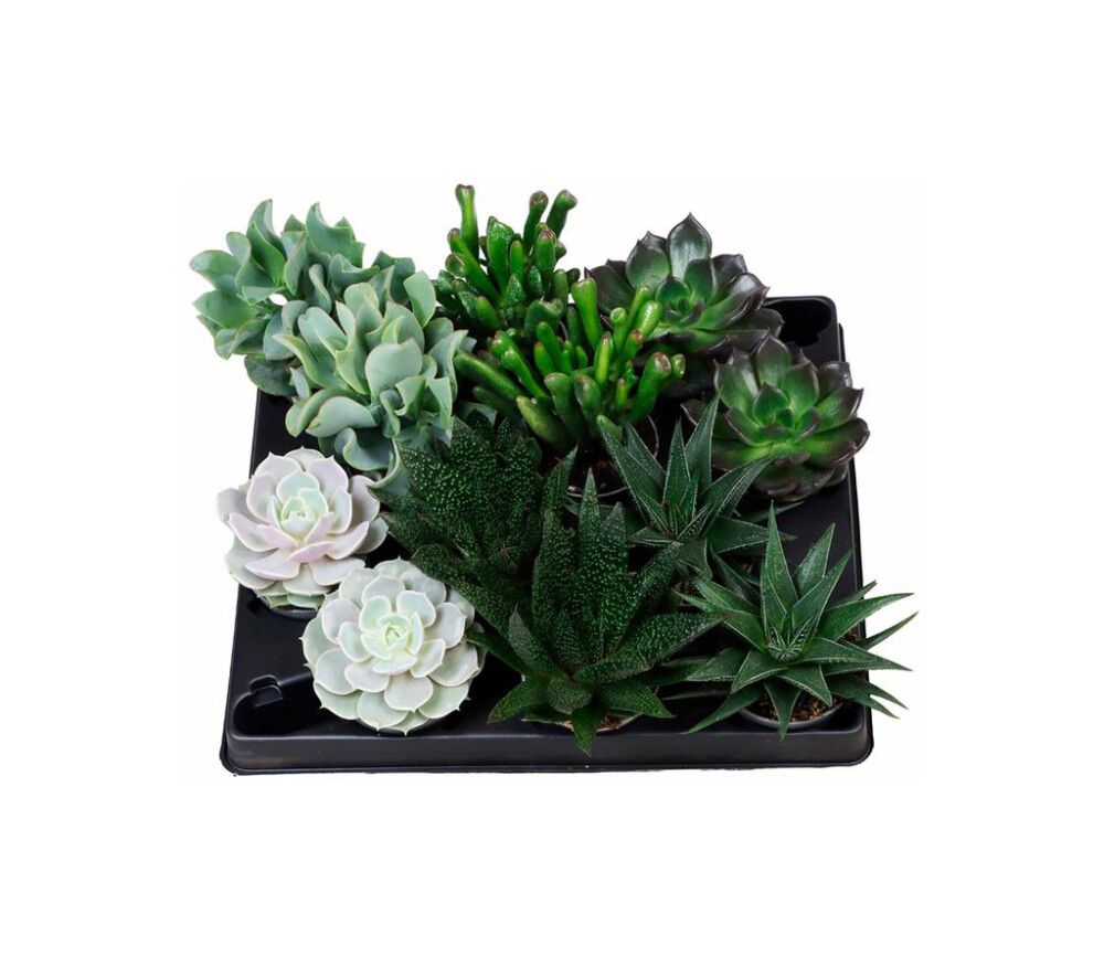 Mehikasvi Succulent mix P6