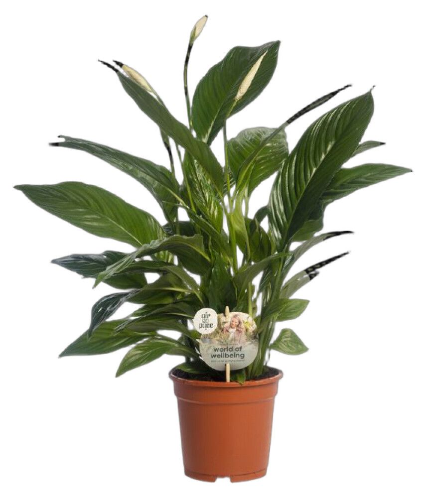Viirivehka Spathiphyllum Vivaldi Ø 17 cm