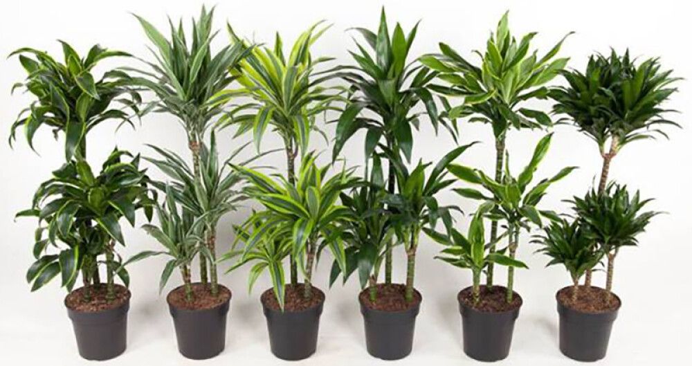Traakkipuu Dracaena Mix P21