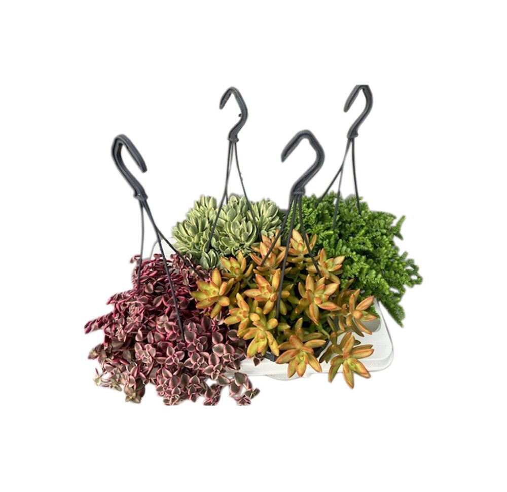 Mehikasvi Succulent amppelimix P14