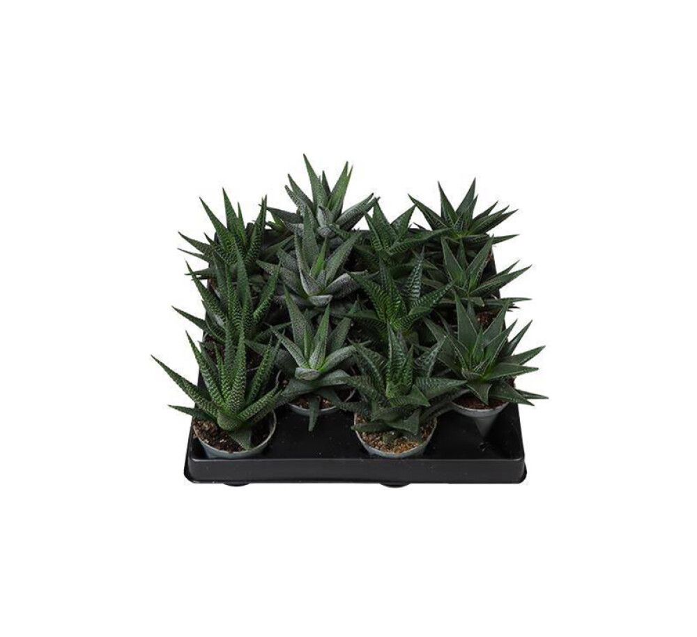 Pallerokirjotähti Haworthia Attenuata P6