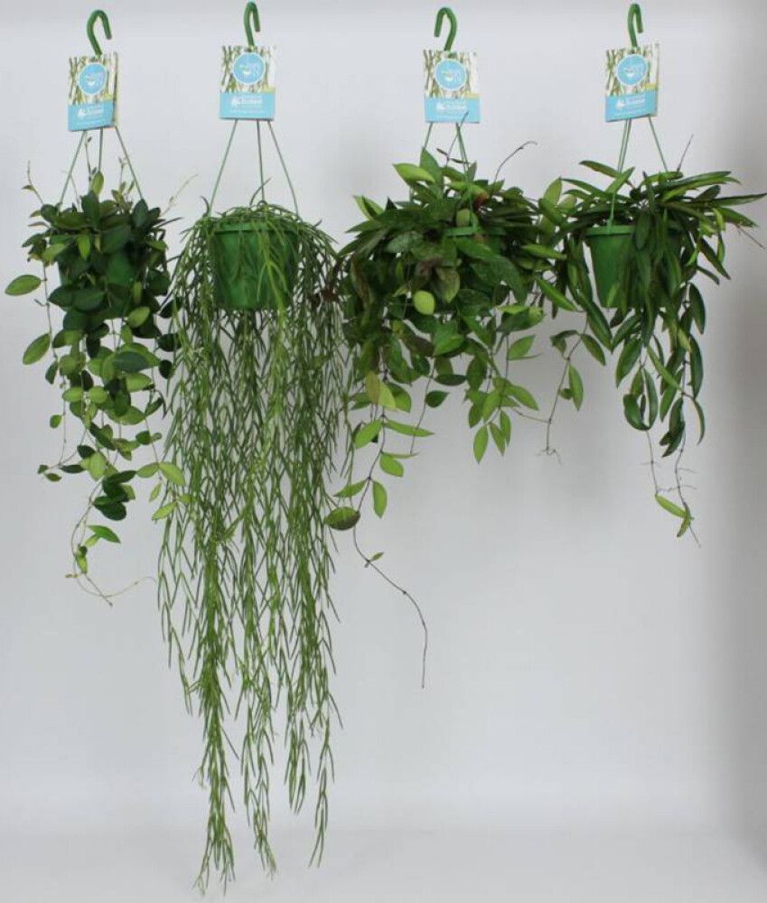 Posliinikukka Hoya amppeli Mix