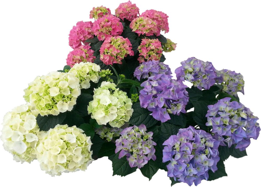 Terassihortensia P23