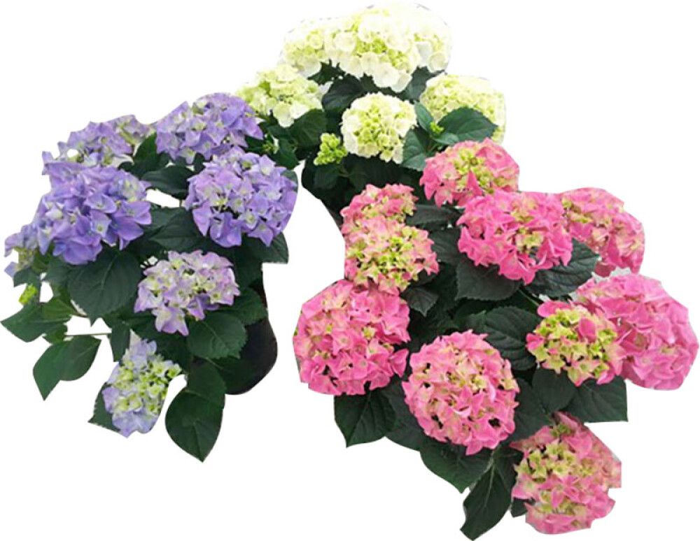 Terassihortensia P23